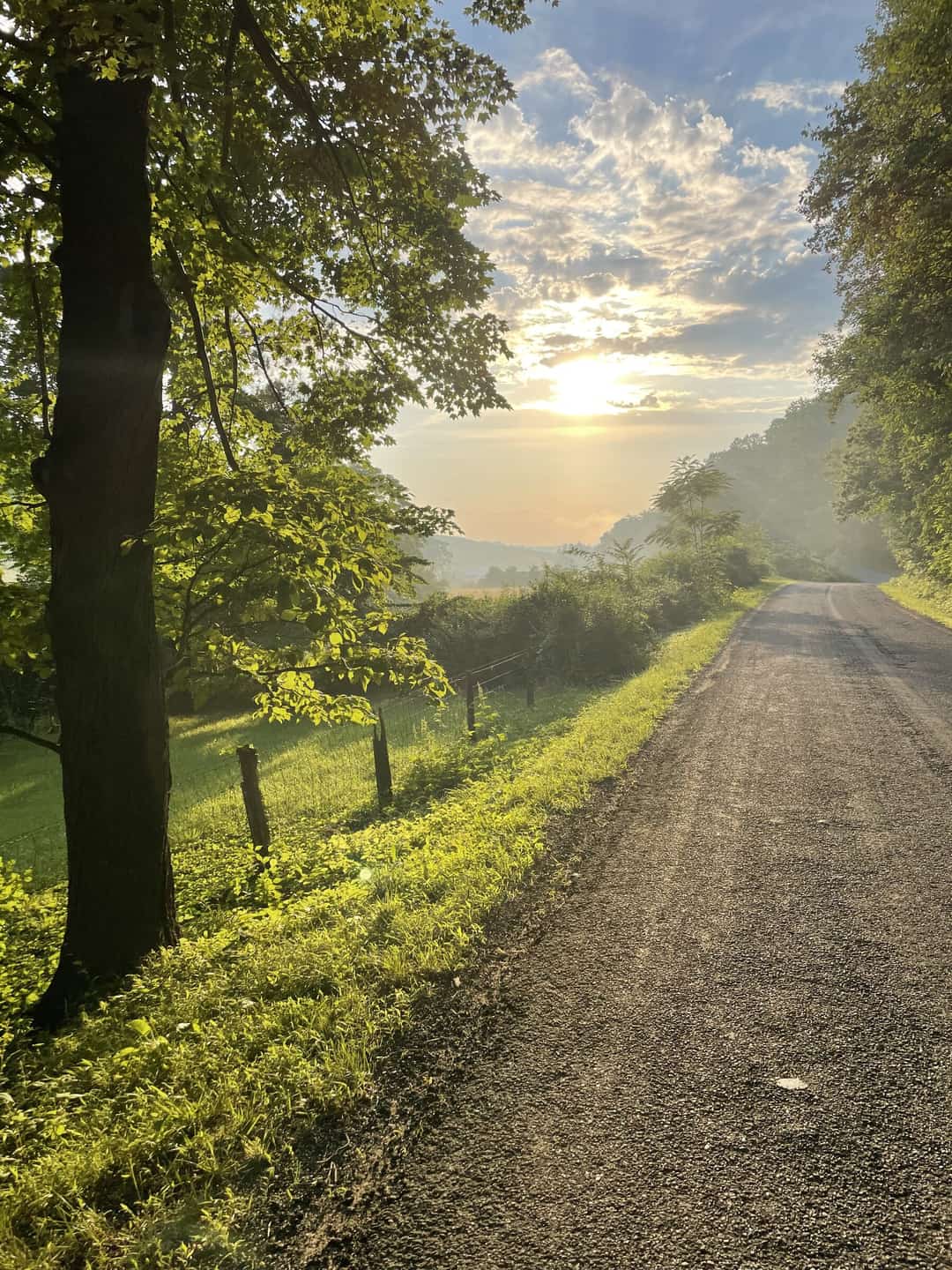 Sunrise through mist at the end of a gravel lane, tall trees close on both sides.