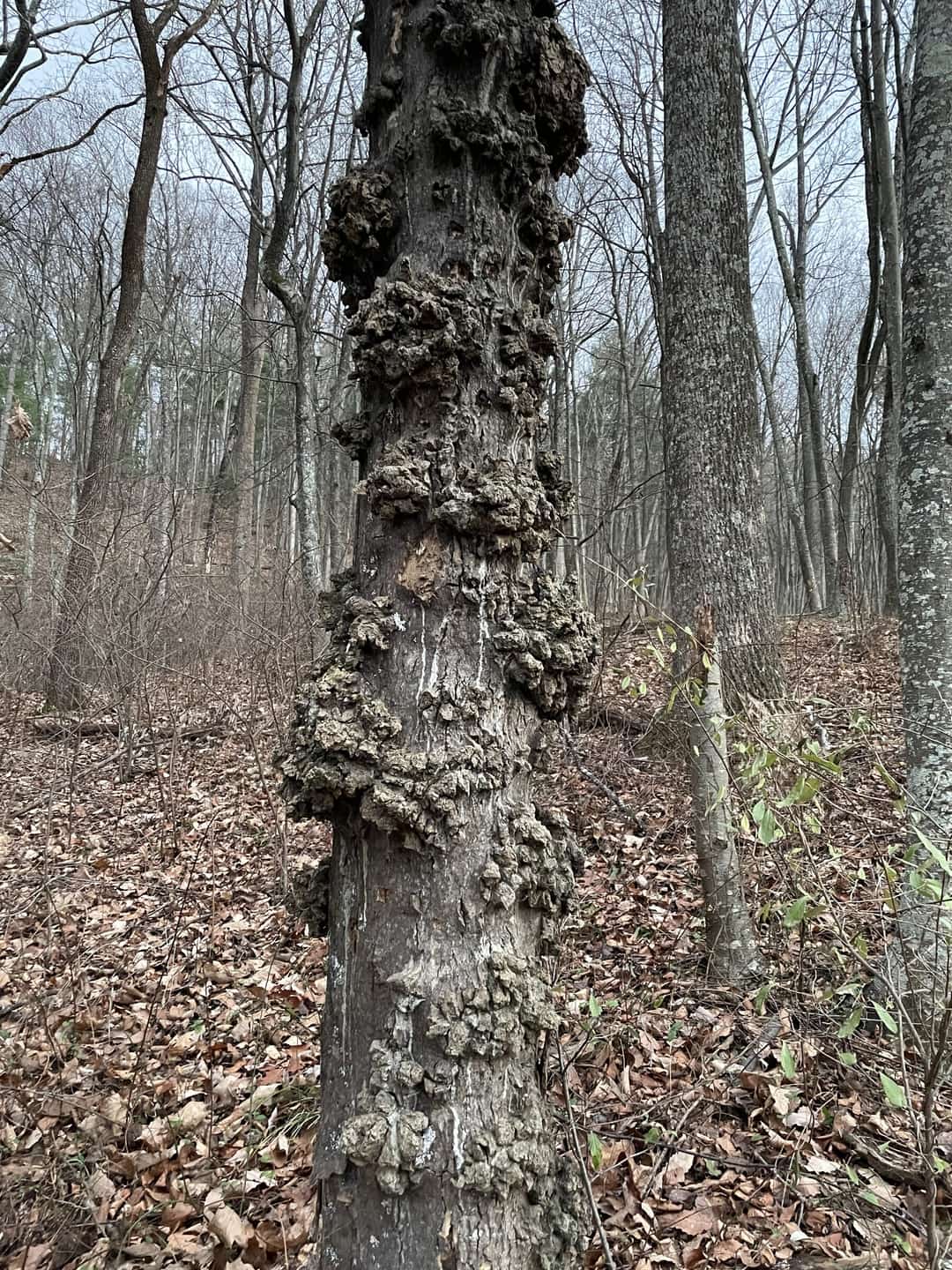 A heavily burled trunk of a mature tree standing in open winter woods.