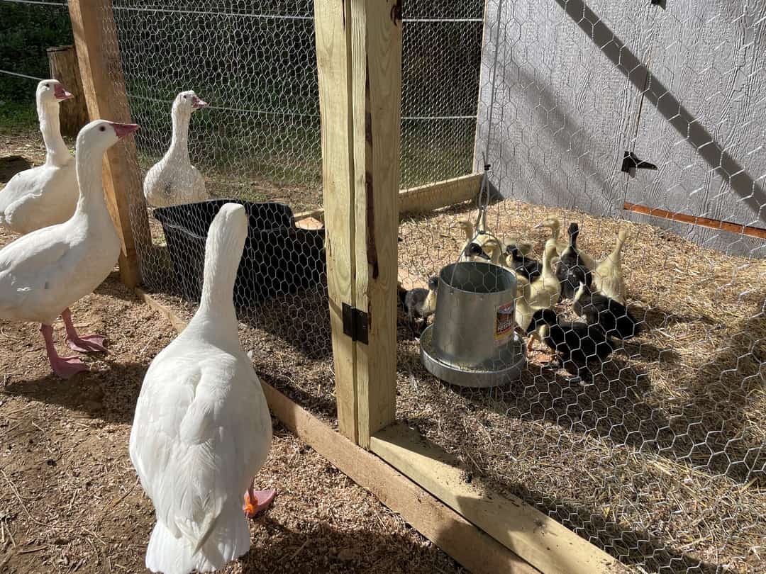 White geese beside a wire partition, ducklings and chicks crowded round a galvanised feeder on the other side.