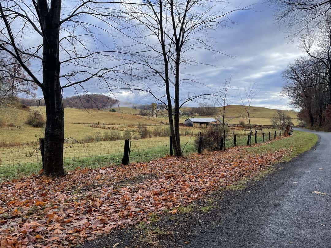 Fallen leaves banked along a road running between pasture and bare woods.
