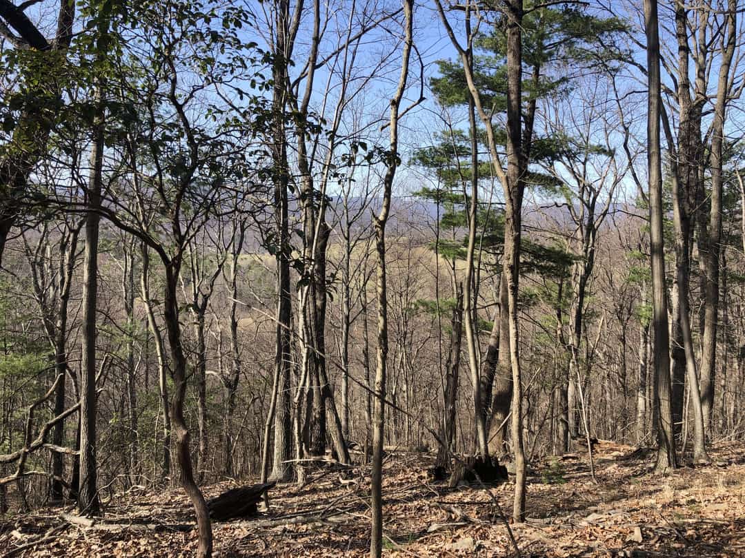 Open hardwood forest on a slope, bare trunks against a clear sky.