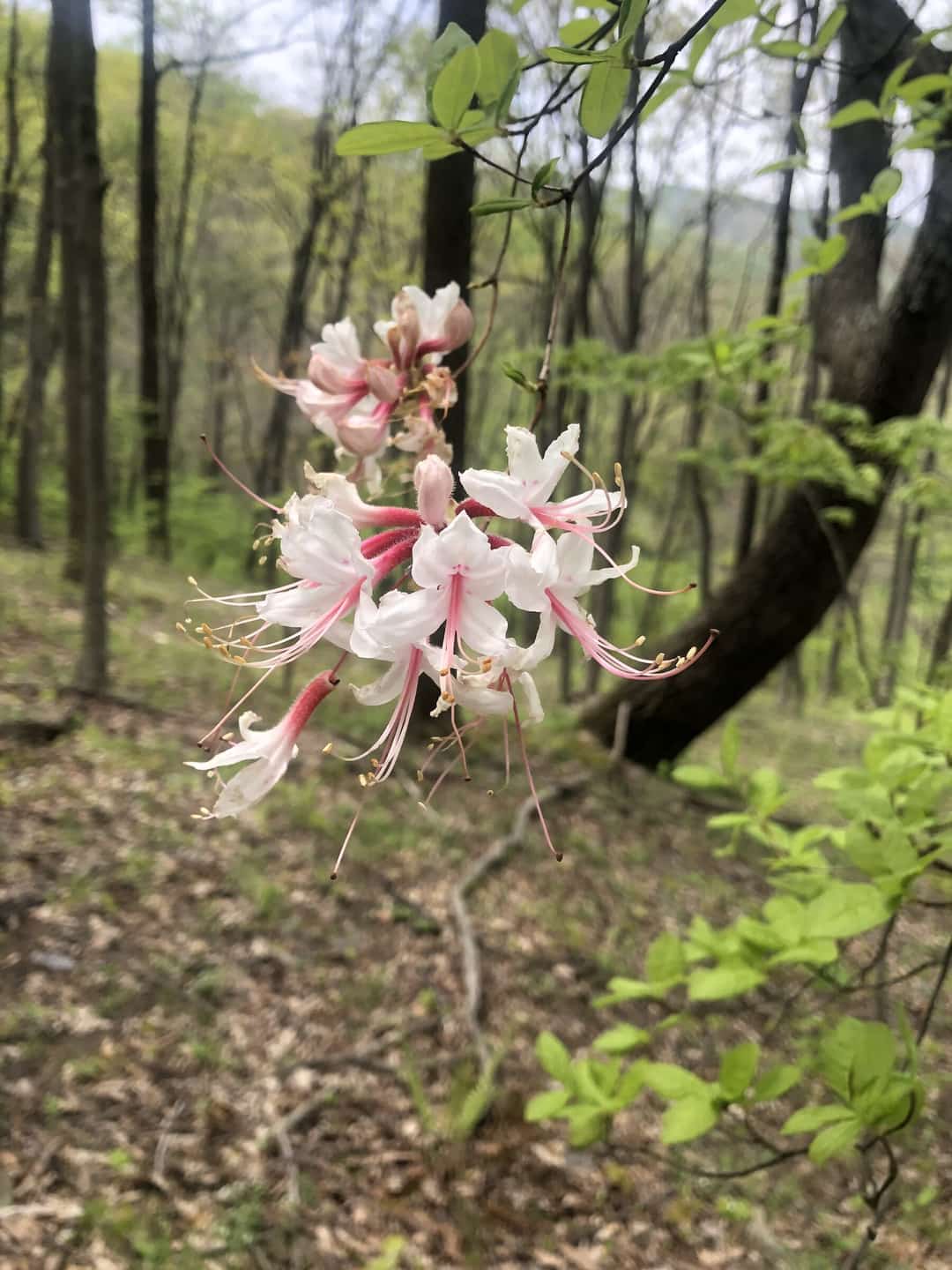 A pink pinxter azalea in bloom in the understorey.